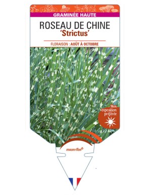 MISCANTHUS sinensis Strictus voir Roseau de Chine