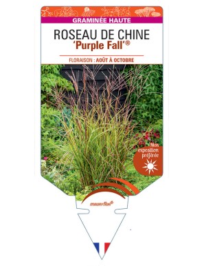 MISCANTHUS sinensis Purple Fall® voir Roseau de Chine