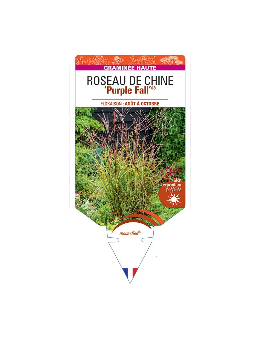 MISCANTHUS sinensis Purple Fall® voir Roseau de Chine