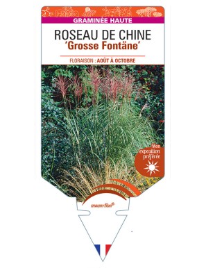 MISCANTHUS sinensis Grosse Fontäne voir Roseau de Chine