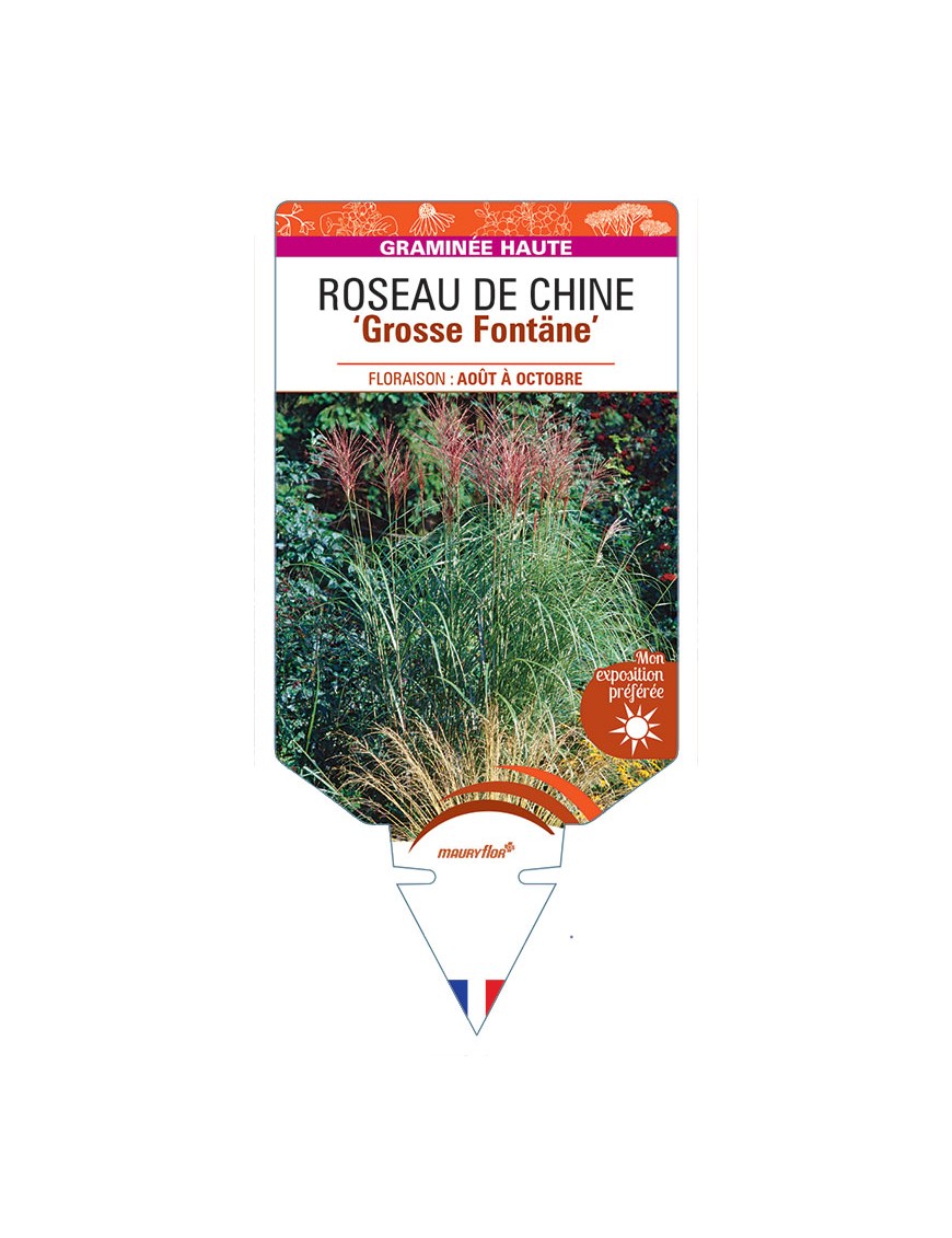 MISCANTHUS sinensis Grosse Fontäne voir Roseau de Chine