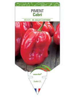PIMENT CABRI