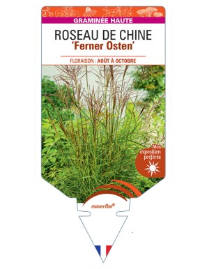 MISCANTHUS sinensis Ferner Osten voir Roseau de Chine