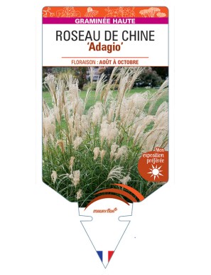 MISCANTHUS sinensis Adagio voir Roseau de Chine