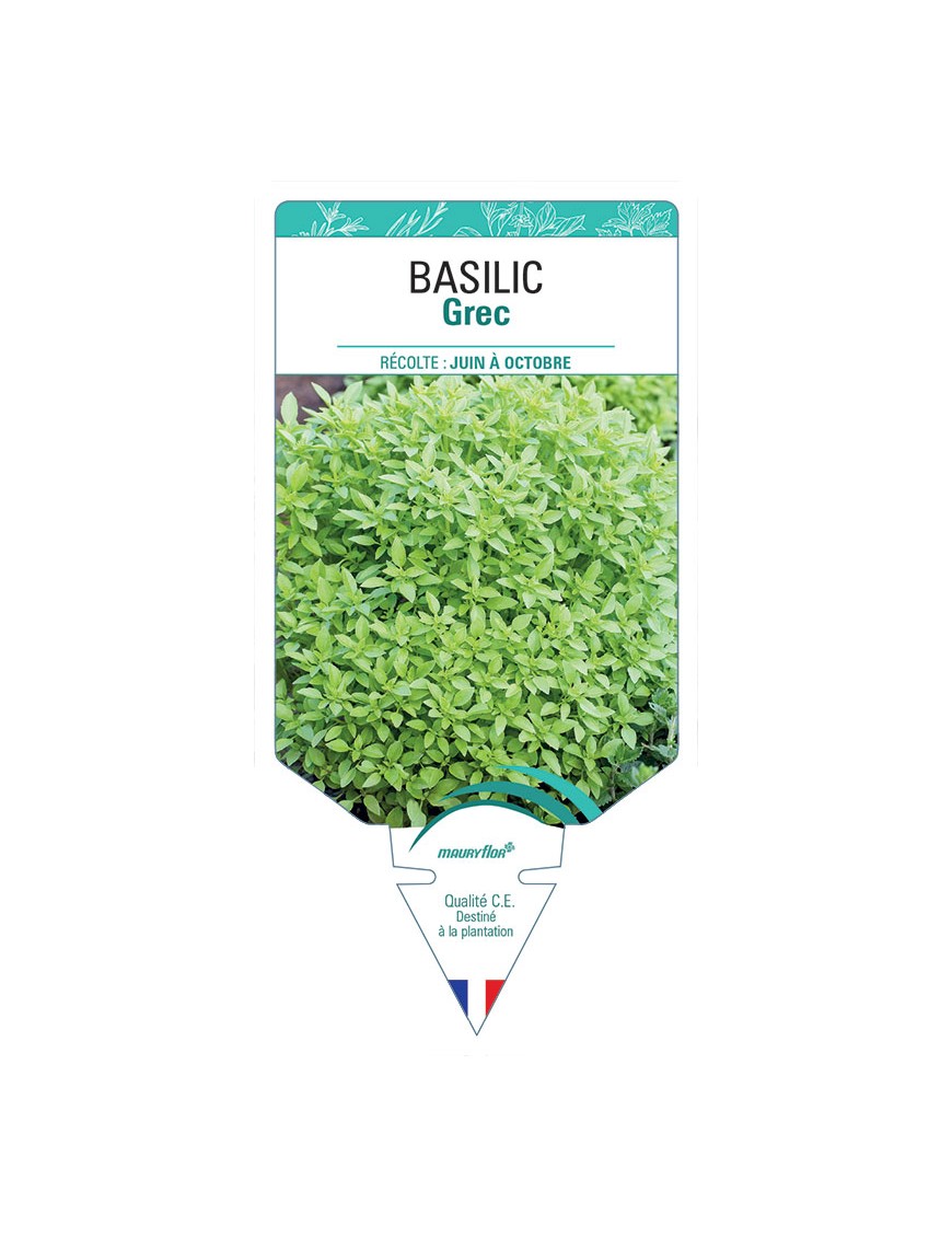 BASILIC GREC