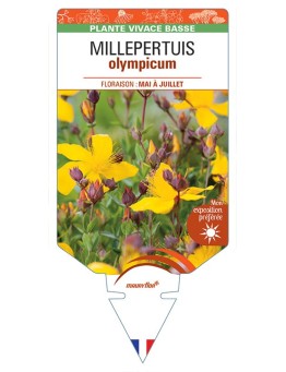 HYPERICUM olympicum voir MILLEPERTUIS *