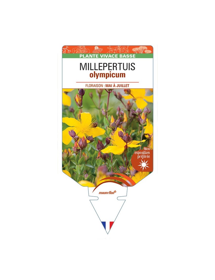 HYPERICUM olympicum voir MILLEPERTUIS *