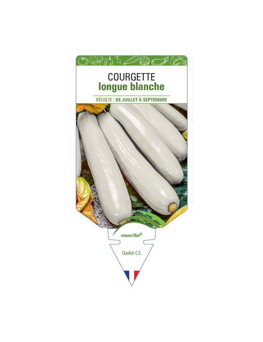 COURGETTE LONGUE BLANCHE