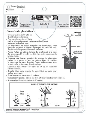 CERISIER ‘STARK HARDY’