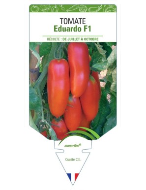 TOMATE EDUARDO F1