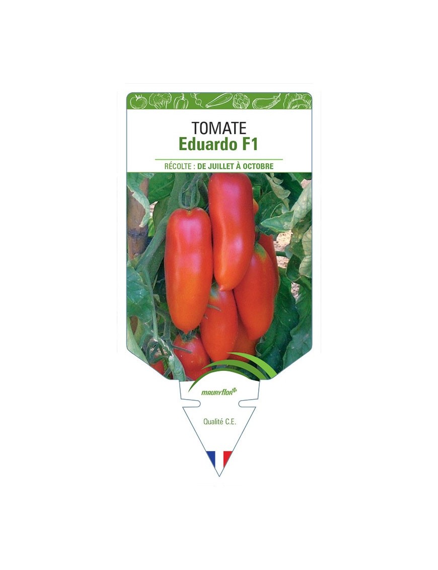 TOMATE EDUARDO F1