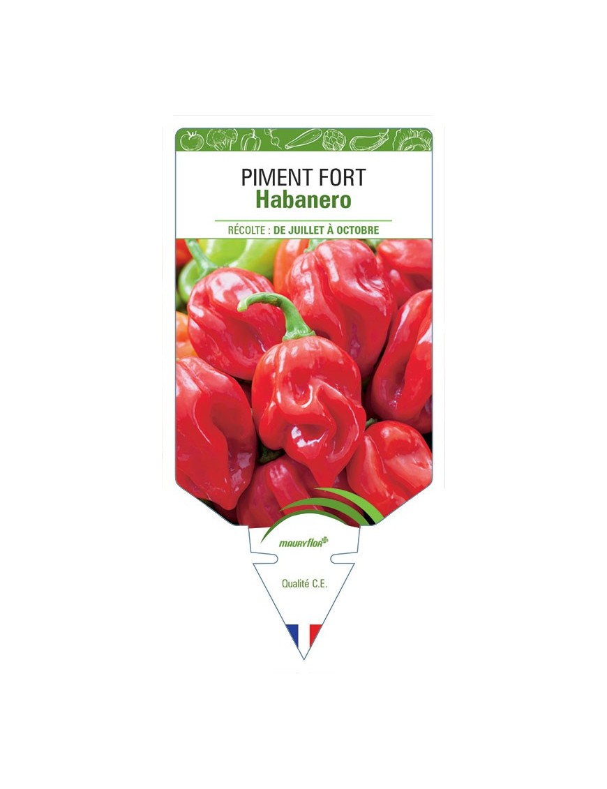 PIMENT FORT HABANERO