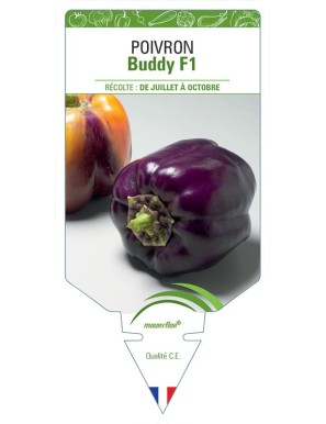 POIVRON BUDDY F1