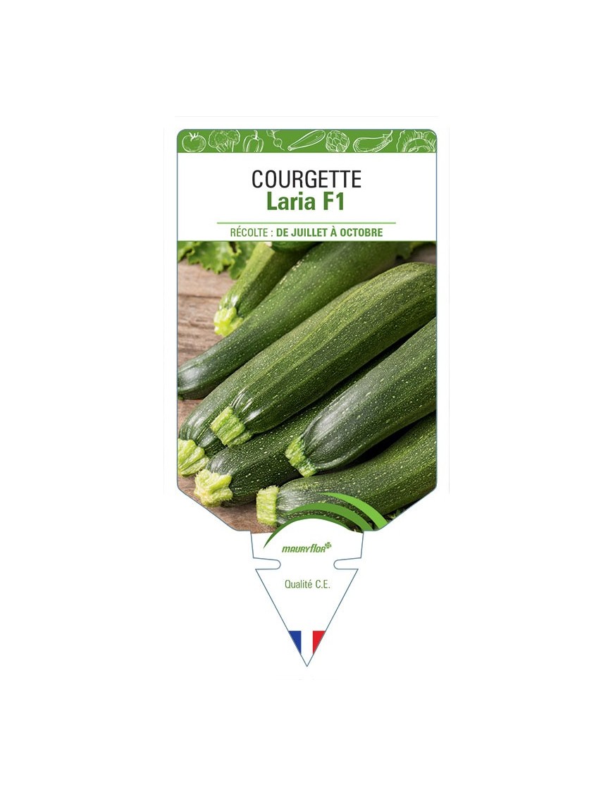 COURGETTE LARIA F1