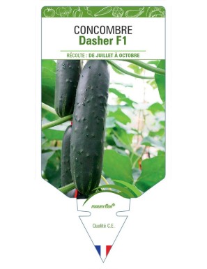 CONCOMBRE DASHER F1