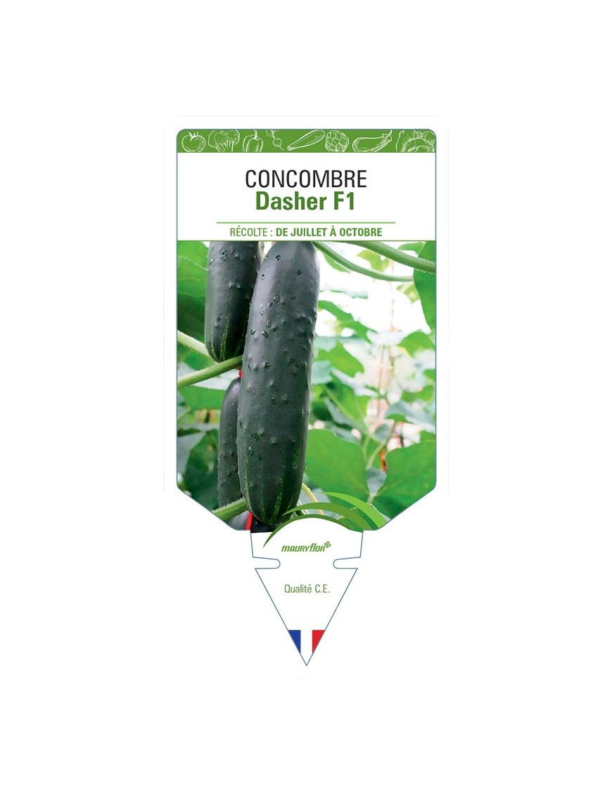 CONCOMBRE DASHER F1