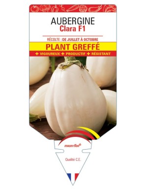 AUBERGINE CLARA F1 PLANT...