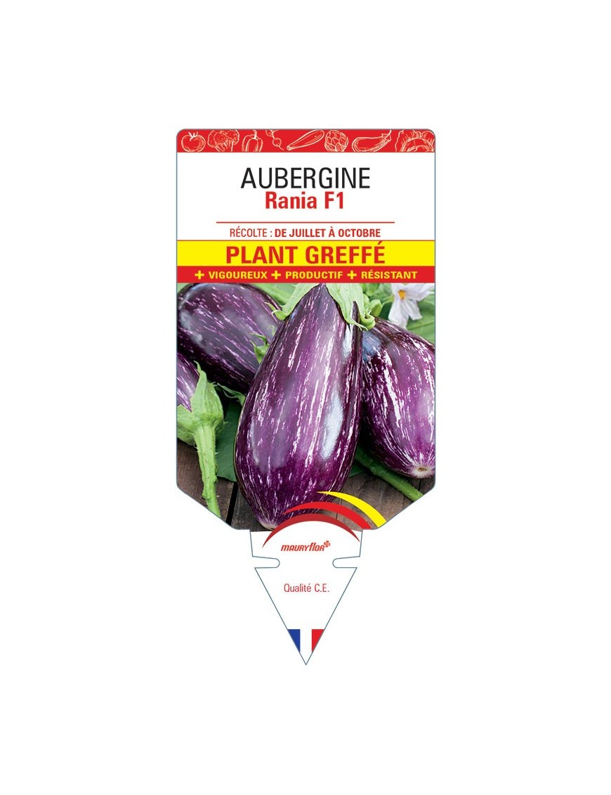 AUBERGINE RANIA F1 PLANT GREFFÉ