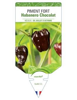 PIMENT FORT HABANERO CHOCOLAT