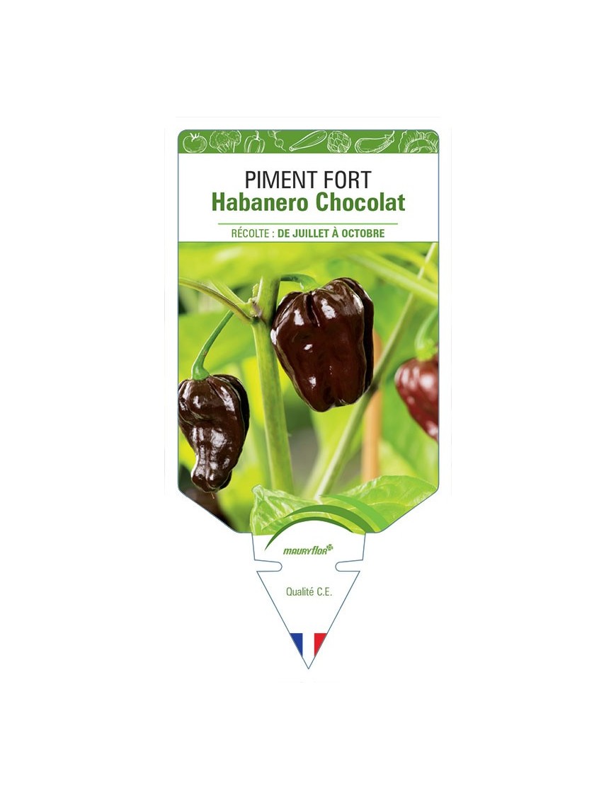 PIMENT FORT HABANERO CHOCOLAT