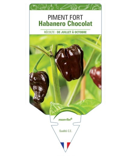 PIMENT FORT HABANERO CHOCOLAT