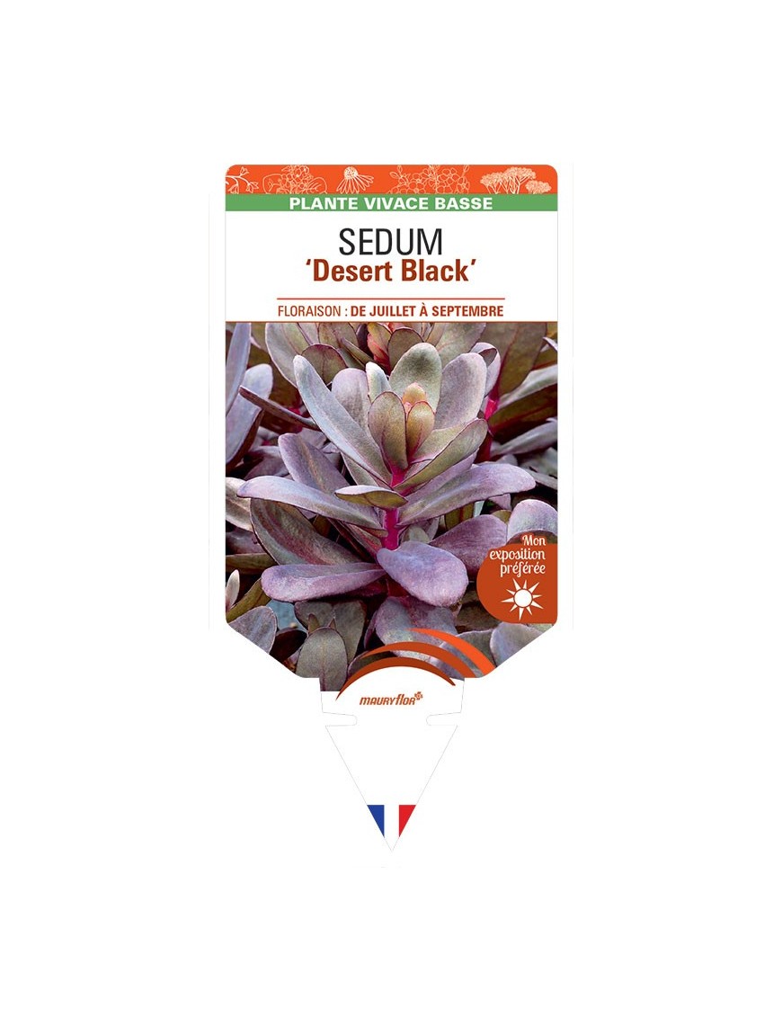 SEDUM Desert Black