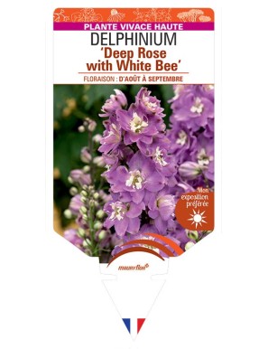 DELPHINIUM (elatum) Deep Rose with White Bee