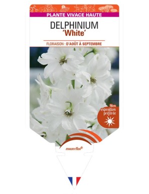 DELPHINIUM (elatum) White