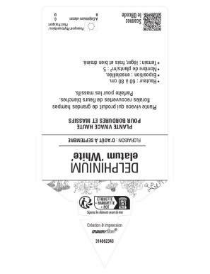 DELPHINIUM (elatum) White