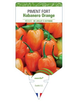 PIMENT FORT HABANERO ORANGE