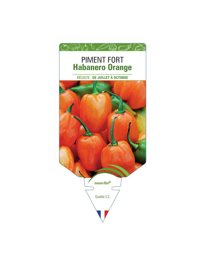 PIMENT FORT HABANERO ORANGE