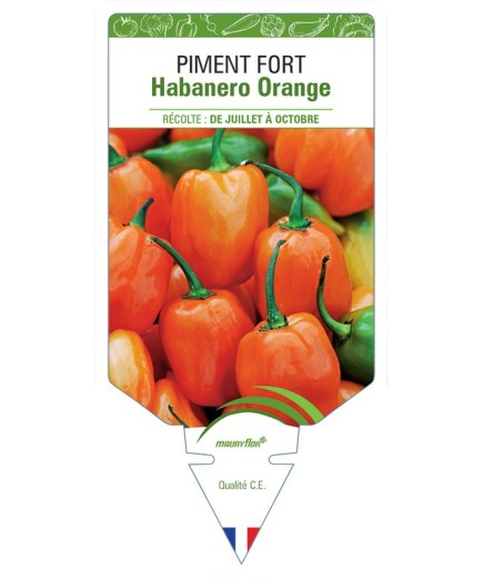 PIMENT FORT HABANERO ORANGE