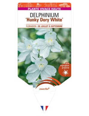 DELPHINIUM Hunky Dory White