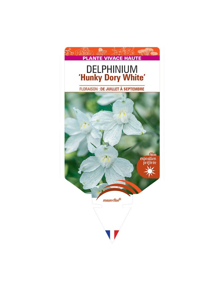 DELPHINIUM Hunky Dory White
