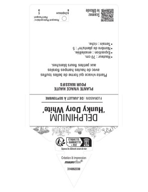 DELPHINIUM Hunky Dory White