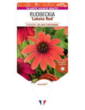 ECHINACEA purpurea Lakota Red voir Rudbeckia