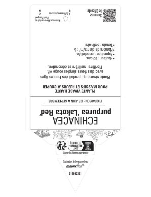 ECHINACEA purpurea Lakota Red voir Rudbeckia