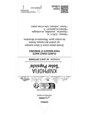 KNIPHOFIA Solar Popsicle voir Tritoma