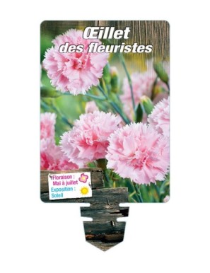 DIANTHUS caryophyllus voir ŒILLET DES FLEURISTES (rose)*