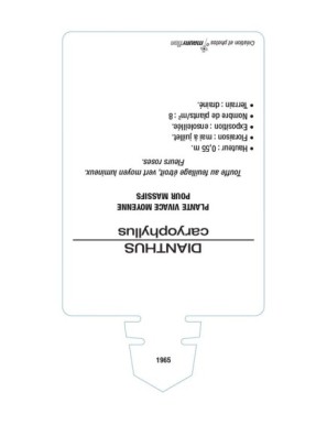 DIANTHUS caryophyllus voir ŒILLET DES FLEURISTES (rose)*