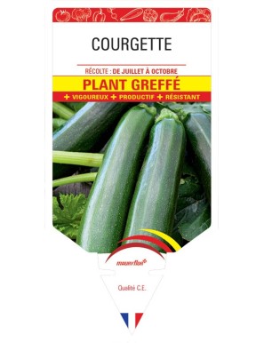 COURGETTE PLANT GREFFÉ