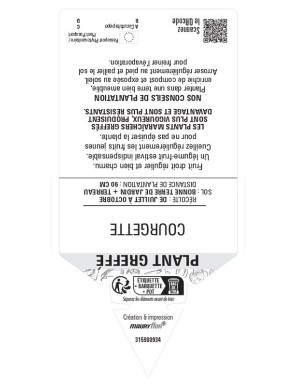 COURGETTE PLANT GREFFÉ