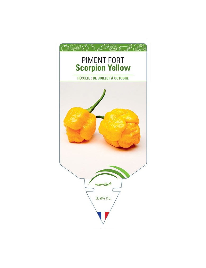PIMENT FORT SCORPION YELLOW