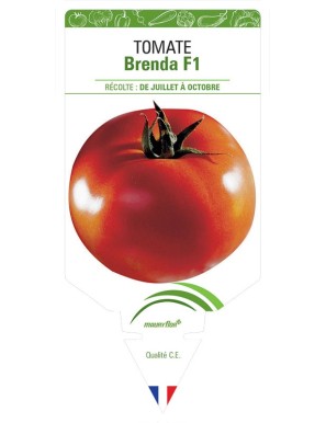 TOMATE BRENDA F1