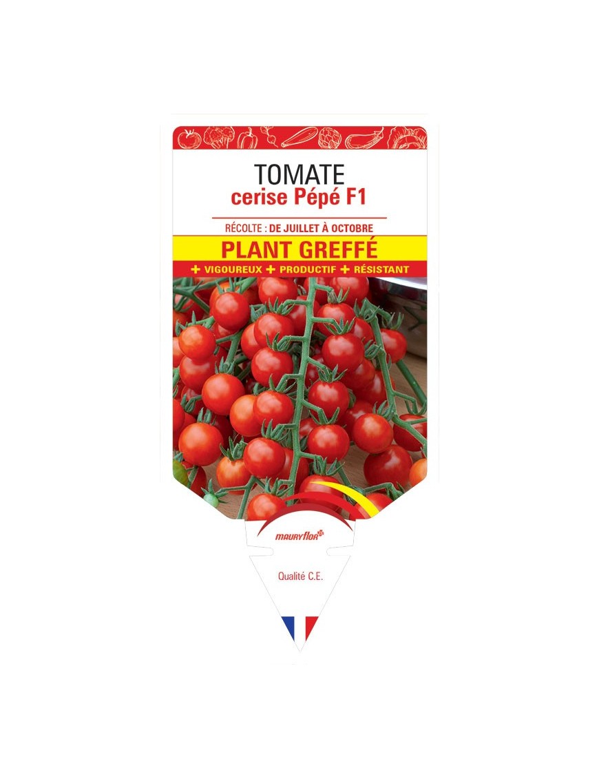 TOMATE CERISE PÉPÉ F1 PLANT GREFFÉ
