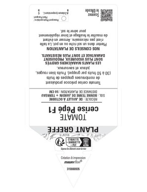 TOMATE CERISE PÉPÉ F1 PLANT GREFFÉ