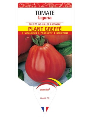 TOMATE LIGURIA PLANT GREFFÉ