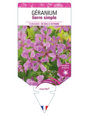 GÉRANIUM LIERRE SIMPLE LILAS