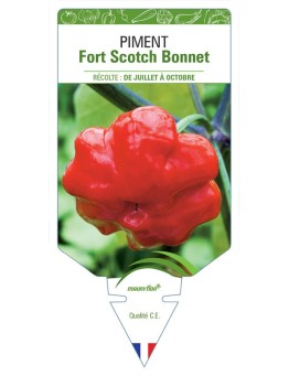 PIMENT FORT SCOTCH BONNET
