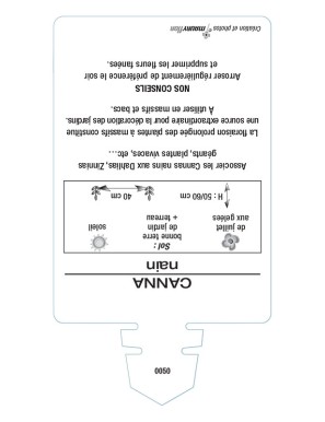 CANNA NAIN (rose à feuillage vert)
